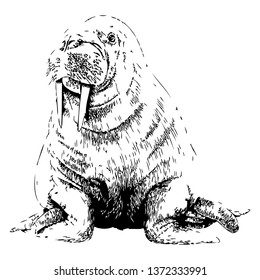 Walrus vector hand drawn illustration. Isolated on a transparent background