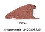 Walrus vector illustration. Brown walrus cartoon clipart, animal in flat style. Sea animals, underwater creatures, ocean animals, marine life concept. Atlantic walrus vector design isolated on white