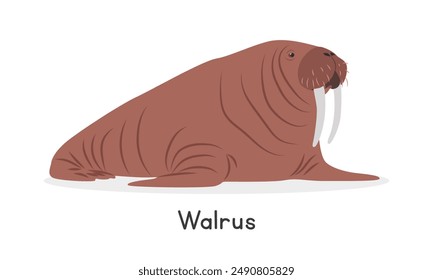 Walrus vector illustration. Brown walrus cartoon clipart, animal in flat style. Sea animals, underwater creatures, ocean animals, marine life concept. Atlantic walrus vector design isolated on white