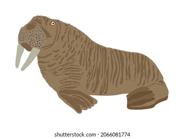 Walrus vector illustration isolated on white background. Walrus cow on ice flow.