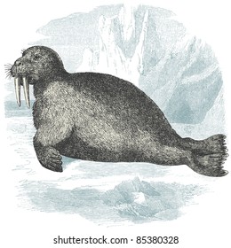 Walrus - vintage engraved illustration - "Histoire naturelle" by Buffon and Lacépède published in 1881 France