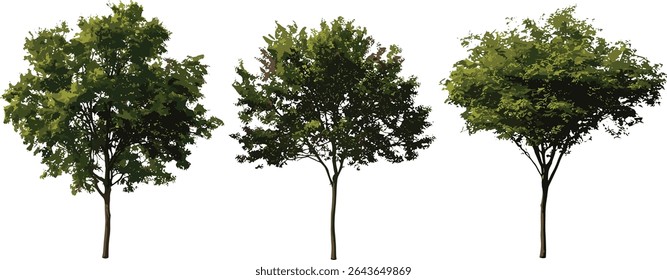 Walter's dogwood set, Swida walteri urban trees, Cornus walteri cutout style, vector illustration, natural streetscape element, green infrastructure tree, park landscape, isolated tree.