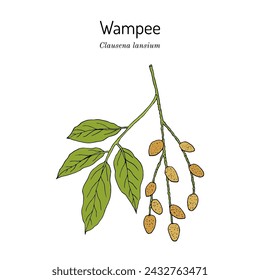 Wampee or wampi (Clausena lansium), medicinal and edible plant. Hand drawn botanical vector illustration