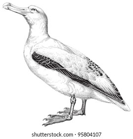 Wandering Albatross (Diomedea exulans) / vintage illustration from Meyers Konversations-Lexikon 1897