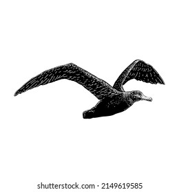 Wandering Albatross hand drawing vector illustration isolated on white background