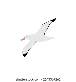 The wandering albatross is also known as snowy albatross, white-winged albatross or goonie. It is one of the biggest seabird that can be found in Southern Ocean.