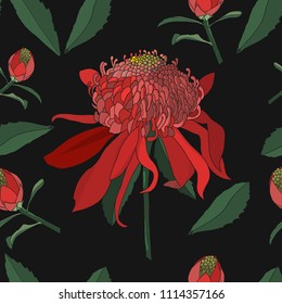 waratah flower, Australia native plant seamless pattern on black background