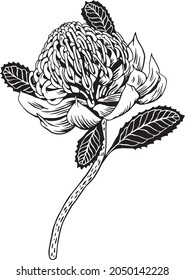 Waratah flower graphic art. Poster for decor interior 