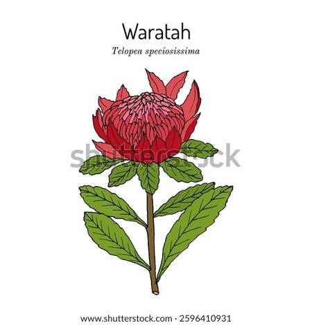 Waratah (Telopea speciosissima), ornamental plant, floral emblem of the Australian New South Wales. Hand drawn botanical vector illustration