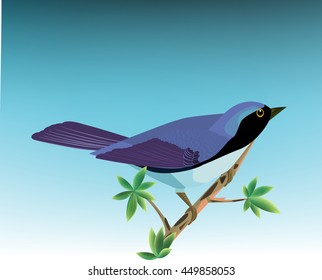 Warbler,  Warbler  Is The Beautiful Birds,    All elements are in separate layers co lour can be changed easily  All elements are in separate layers color can be changed easily.     