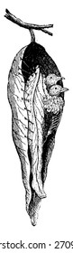Warbler nest seamstress, vintage engraved illustration. Natural History of Animals, 1880.
