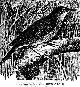 Warbler singen Vögel kleiner Größe und schmaler Absturz, die in der Regel bei beiden Geschlechtern gleich sind; die meisten von ihnen sind Wanderarbeiter, haben einen helleren Sturz als die alten Weltwarbler, ähneln ihnen aber in ihren Gewohnheiten