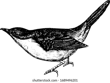 Warbler song is loud cheerful and much diversified, vintage line drawing or engraving illustration.