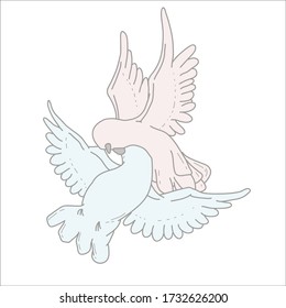  warm, delicate and sensual pigeon. vector illustration bird.