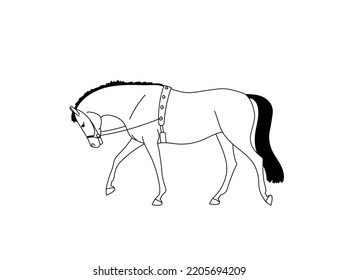 Warmblood horse equipped for training on a lunge