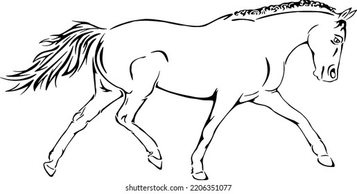 Warmblood Horse Trotting Vector Illustrations Design Stock Vector ...