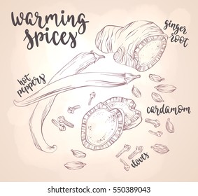 Warming spices. Decorative vector illustration and handwritten brush lettering for your design. Ginger root, hot peppers, cardamom and cloves on light background.