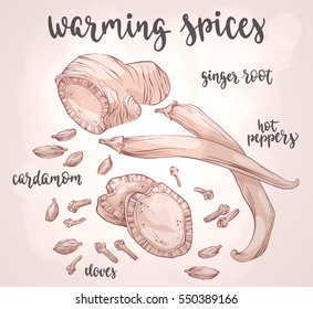 Warming spices. Decorative vector illustration and handwritten brush lettering for your design. Ginger root, hot peppers, cardamom and cloves on light background.