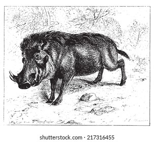 Warthog o warthog común, ilustración vintage grabada. Diccionario de palabras y cosas - Larive y Fleury - 1895.