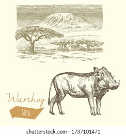 Warthog and landscape, vintage engraved illustration