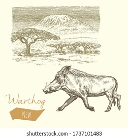 Warthog and landscape, vintage engraved illustration