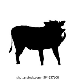Warthog on the ground, standing - Silhouette - digitally hand drawn Vector Illustration