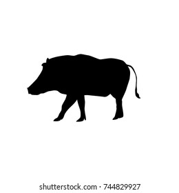 warthog (Phacochoerus africanus) vector black silhouette isolated on white background 