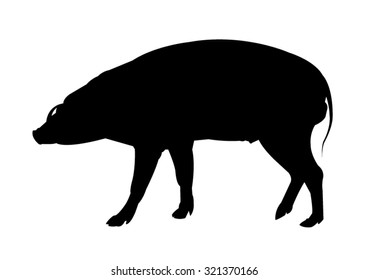 Warthog Silhouette on White Background