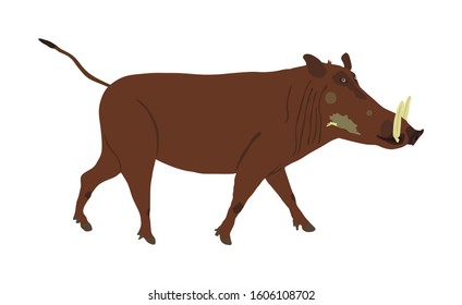 Warthog vector illustration isolated on white background. Bush Pig. Wild boar symbol. African boar isolated, desert warthog icon. Wild animals of Africa. Savannah nature wildlife. Pumba hog.