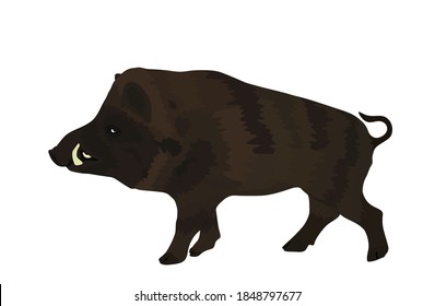 Warthog vector illustration isolated on white background. Bush Pig. Wild boar symbol. Boar isolated, warthog icon. Wild animals nature wildlife. Pumba hog.