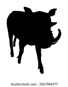 Warthog vector silhouette illustration isolated on white background. Bush Pig. Wild boar symbol. African boar isolated, desert warthog icon. Wild animals of Africa. Savannah nature wildlife. Pumba hog