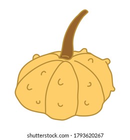 Warty or pimpled yellow gourd in cartoon flat style with lines. Hand drawn vector illustration Isolated on white background. Farming garden theme.