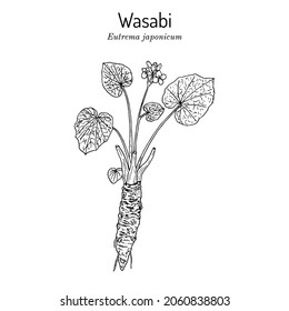 Wasabi or Japanese horseradish (Eutrema japonicum), edible plant. Hand drawn botanical vector illustration