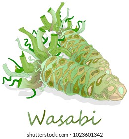 wasabi Japanese horseradish illustration on white bacground.