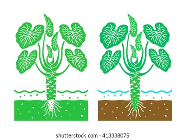 wasabi plant with leaves,vector illustration