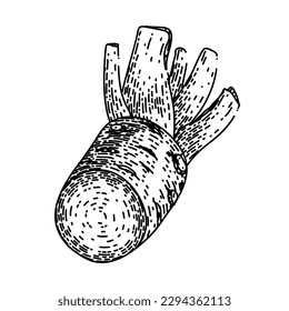 wasabi Wurzelschnitt handgezeichnet. grünes Sushi, Nahrungsmittel japan, Zutat asian, organische Pferdeschale, Gourmet-Rohwaschabi-Wurzelschnitt, Vektorgrafik. einzelne schwarze Illustration