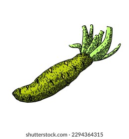 wasabi root hand drawn. green sushi, food japan, ingredient asian, organic horseradish, gourmet raw wasabi root vector sketch. isolated color illustration