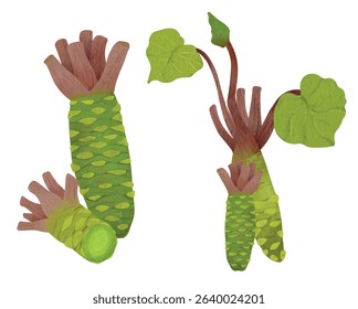 Wasabi Root Herb Spice for Japanese Culinary and Food Illustration