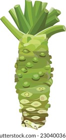 Wasabi Root Wasabi Plant Wasabi Japanese Horseradish Sushi Sashimi Vector Illustration 