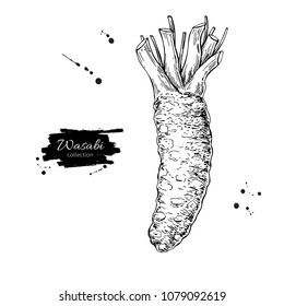 Wasabi root vector drawing. Hand drawn plant botanical sketch. Sushi ingredient. Traditional asia food condiment. Great for template label, packing design