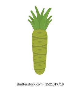 Wasabi root vector. Wasabi root on white background.