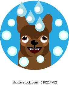 TO WASH DOG, TO SHEAR DOG, PET SHOP, HOME SERVICE PET