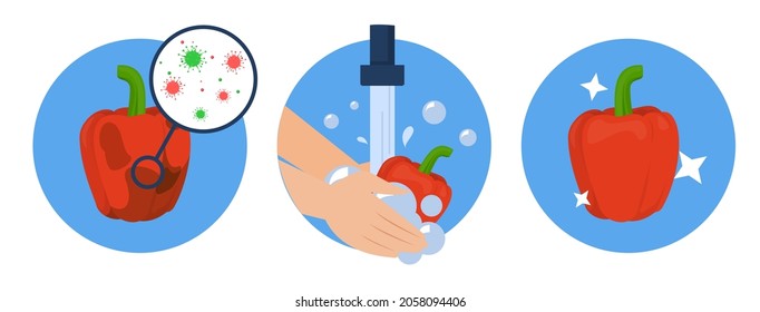 Washing bell pepper concept vector isolated. Dirty vegetable full of bacteria before and clean product after washing in the water. Hands wash red pepper with soap.