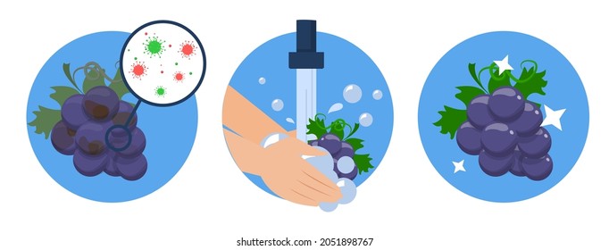 Washing grape concept vector isolated. Dirty, full of bacteria before and clean product after washing in the water. Hands wash berries with soap.