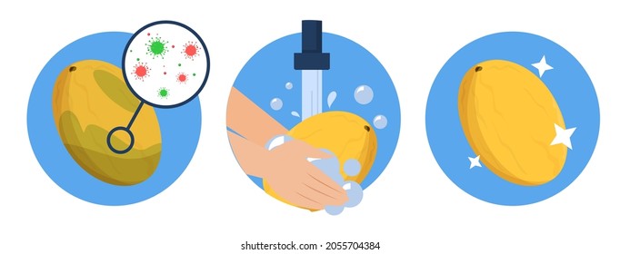 Washing melon concept vector isolated. Dirty fruit full of bacteria before and clean product after washing in the water. Hands wash melon with soap.