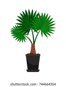 Washingtonia house plant in flower pot, vector icon on white background