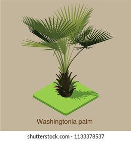 Washingtonia palm tree, isometric vector art.
