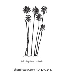 Washingtonia robusta, the Mexican fan palm or Mexican washingtonia trees group silhouette, hand drawn gravure style, vector sketch illustration with inscription