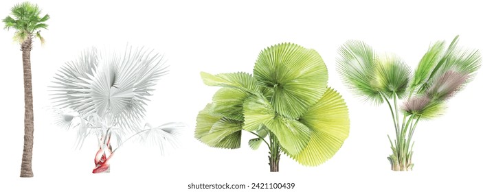 Washingtoniafilifera,Bismarckianobilis,Copernicia baileyana,Licuala peltataTrees collection with realistic style