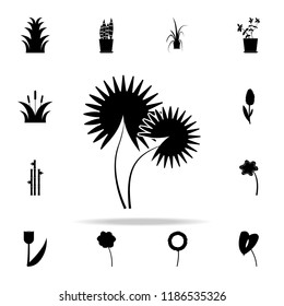 Washingtonian nit icon. Plants icons universal set for web and mobile